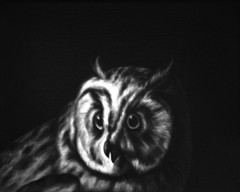 Shelley Reed, Owl (after Duranti), 2013